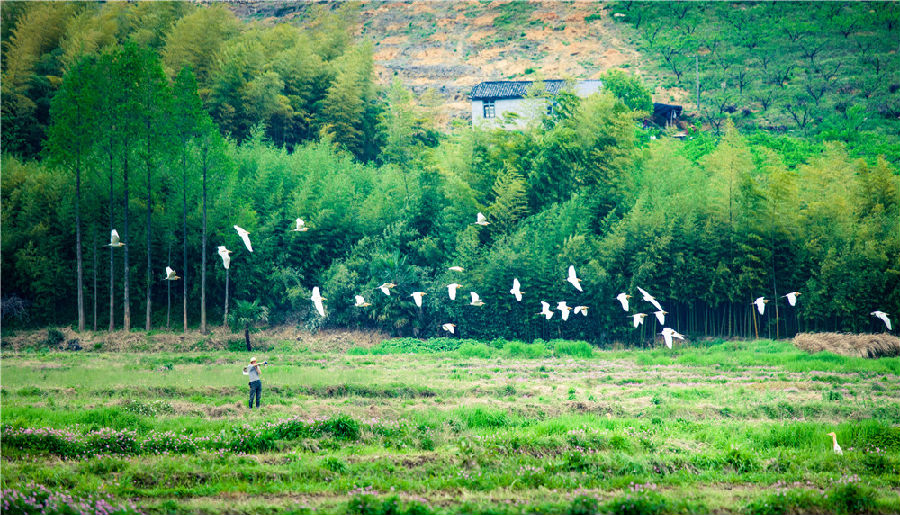 莫干山是暑期必须要去的国内特色景区之一2