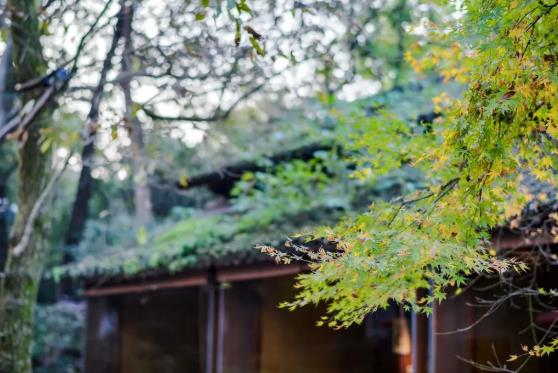 从奢侈酒店到美食盛宴,只有内行人才懂的罗莱夏朵7