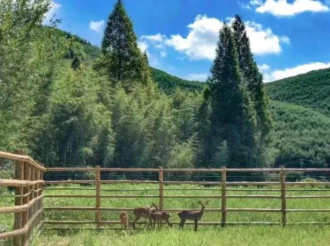 来大山里度过清凉一夏,莫干山游玩攻略已为你打包好13