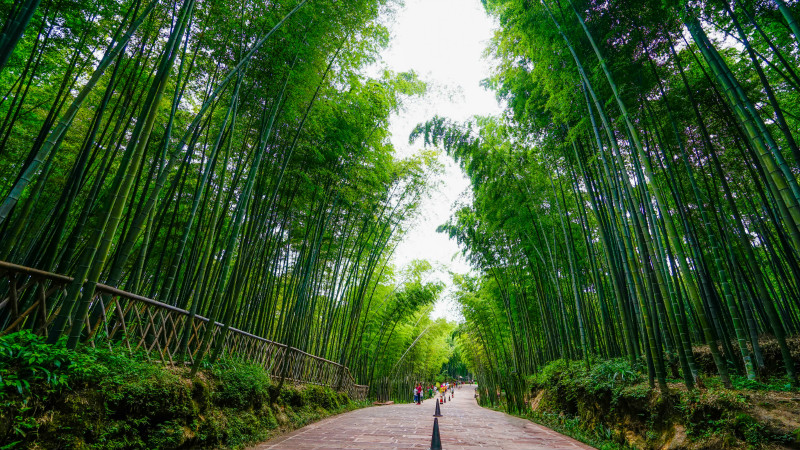 国庆旅游胜地——蜀南竹海,你一定不要错过1