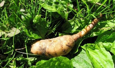 去丽江旅游一定要带些特产回去2