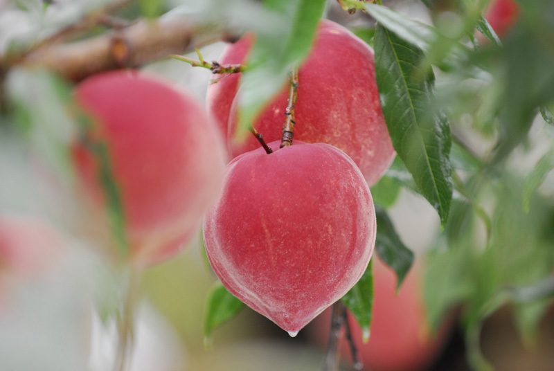 去丽江旅游一定要带些特产回去5