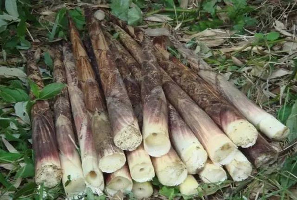 国庆期间能够买到哪些蜀南竹海的特产呢?4