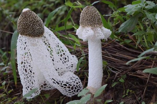 国庆期间能够买到哪些蜀南竹海的特产呢?5