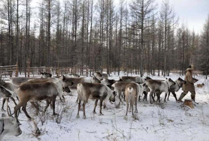 在北纬50°，遇见心中的呼伦贝尔大草原8