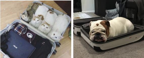 旅行打包必看的打包小技巧，你学会了吗？2