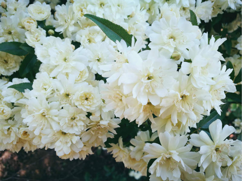 国庆去四姑娘山旅游可以带哪些当地特产回去?4