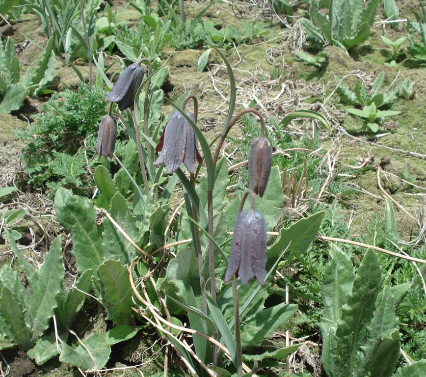 国庆去若尔盖有哪些特产是值得带回去?2