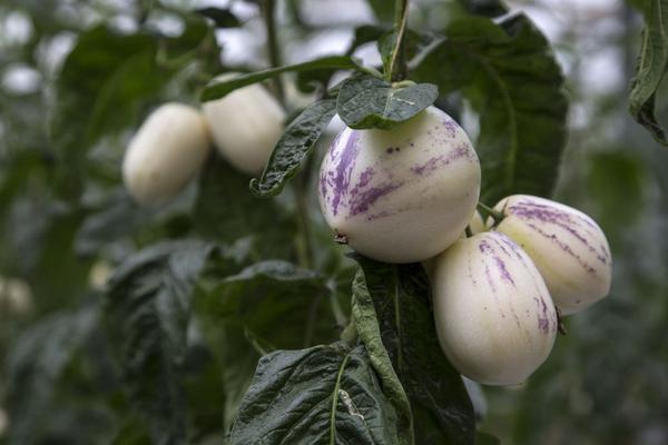 国庆去若尔盖有哪些特产是值得带回去?3