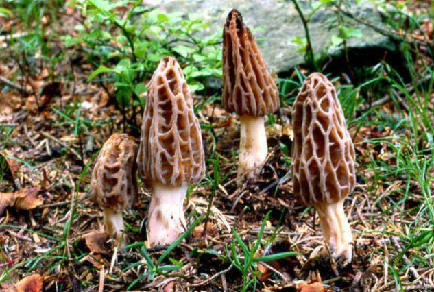 国庆去若尔盖有哪些特产是值得带回去?4