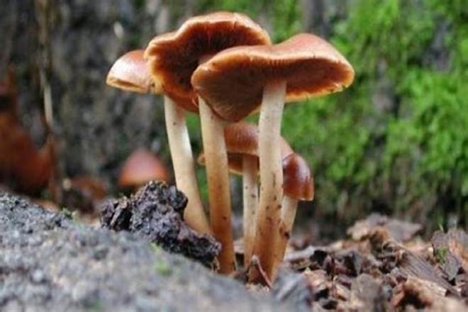 十一国庆四姑娘山旅游美食有哪些？1