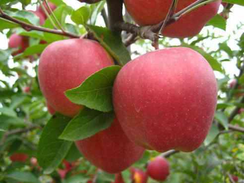 国庆泸沽湖购物指南,都有哪些特产值得购买?3