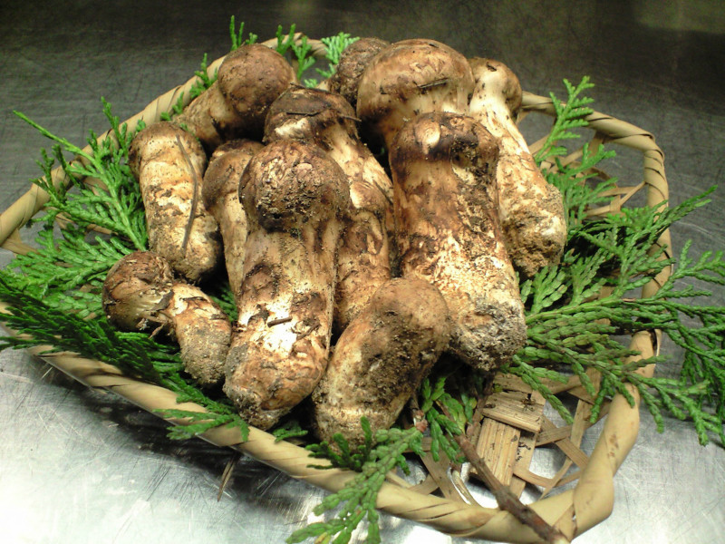 国庆去稻城亚丁值得带回去的特产都有哪些?2