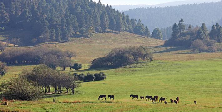 国庆仙女山国家森林公园旅游攻略1