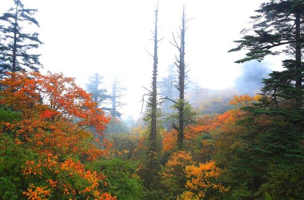 国庆去峨眉山赏红叶,都有哪些好地方?2