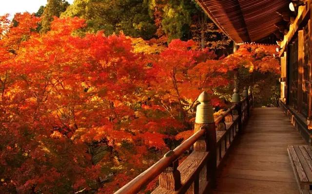 国庆去峨眉山赏红叶,都有哪些好地方?6