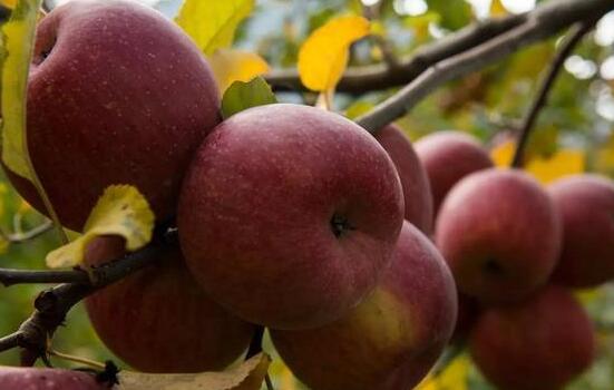 国庆九寨沟旅游特产,带回去与家人朋友一起分享5