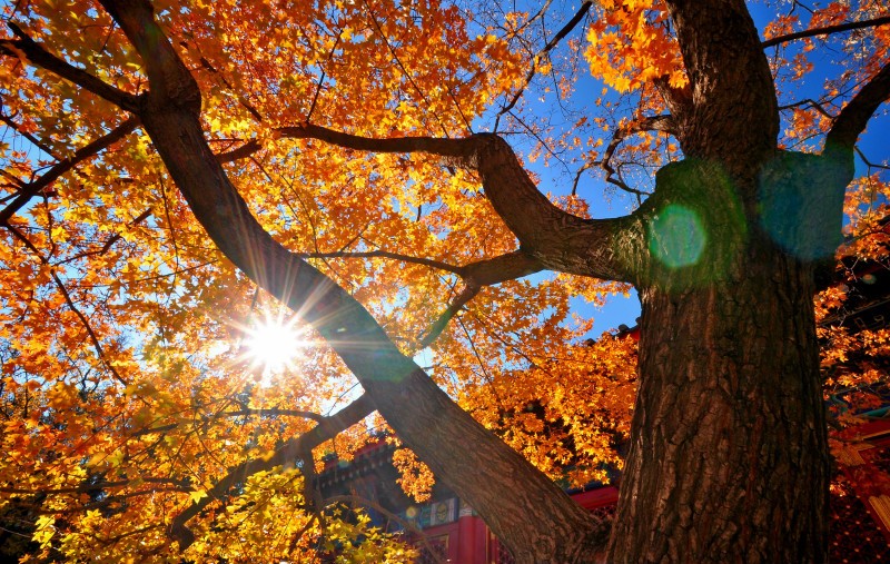 北京香山赏红叶攻略,什么时候去最合适?2