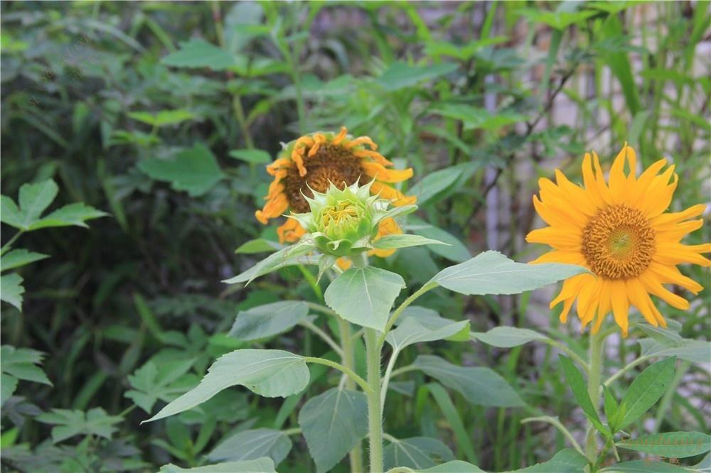 国庆去若尔盖花湖旅游是一种什么样的景象呢?2