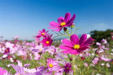 国庆去泸沽湖必知的八大关键词都是什么?1