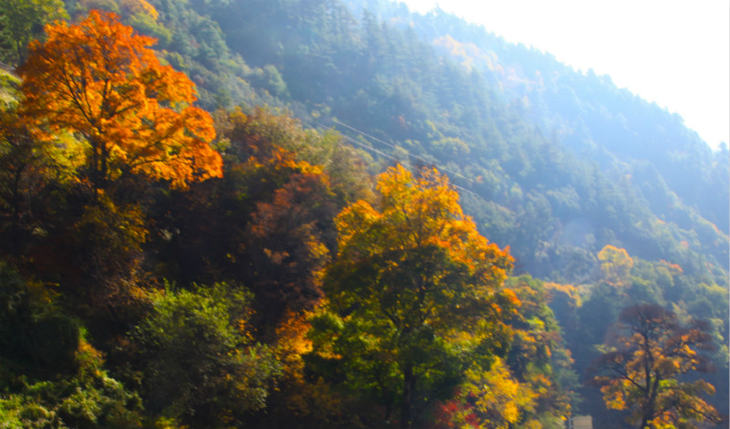 四川米亚罗是游客前去欣赏红叶的胜地之一2