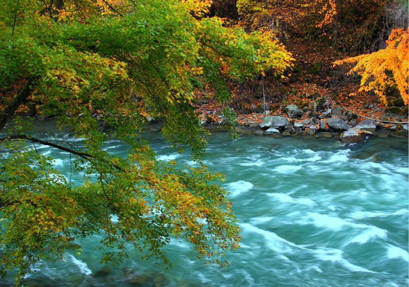 四川米亚罗是游客前去欣赏红叶的胜地之一3