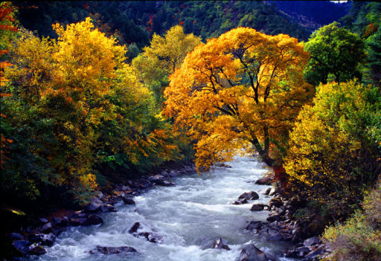 四川米亚罗是游客前去欣赏红叶的胜地之一4