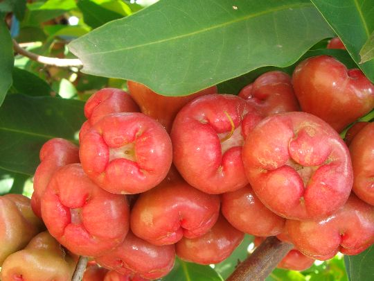 去三亚除了欣赏碧海蓝天,一定不能错过三亚特产3