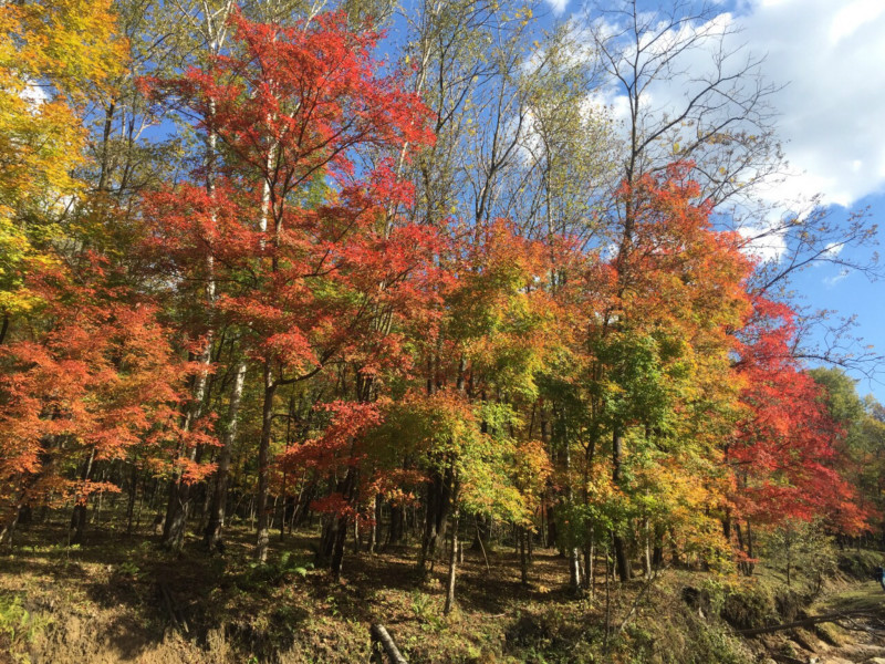 吉林蛟河红叶谷什么时候去最合适?1