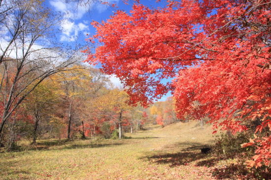 吉林蛟河红叶谷什么时候去最合适?3