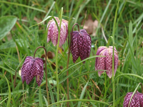 国庆期间在海螺沟可以买到哪些当地特产？1