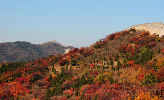 北京八达岭红叶岭景区赏枫攻略,感受浓浓的秋意4