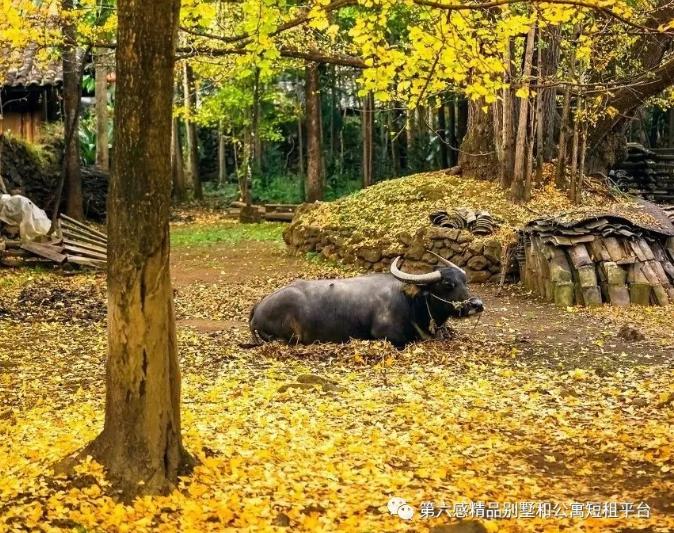 我们去趟腾冲吧,在银杏村下许个愿···2
