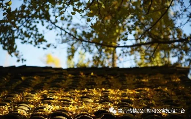 我们去趟腾冲吧,在银杏村下许个愿···6