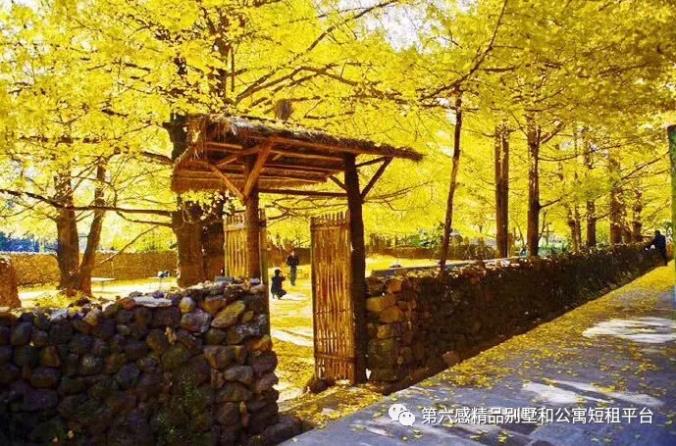 我们去趟腾冲吧,在银杏村下许个愿···7