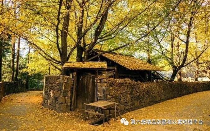 我们去趟腾冲吧,在银杏村下许个愿···8