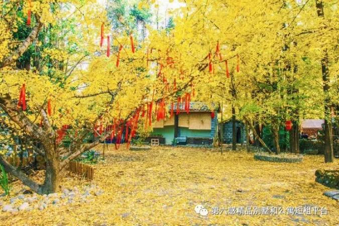 我们去趟腾冲吧,在银杏村下许个愿···11