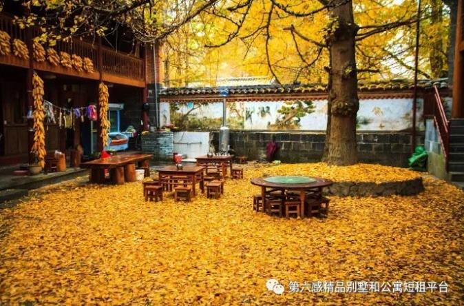 我们去趟腾冲吧,在银杏村下许个愿···12