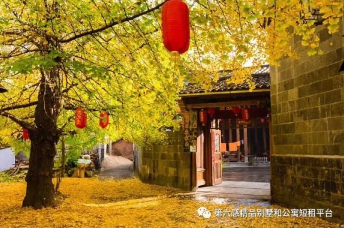 我们去趟腾冲吧,在银杏村下许个愿···13