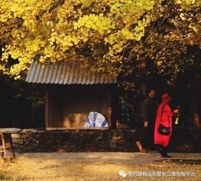 我们去趟腾冲吧,在银杏村下许个愿···10