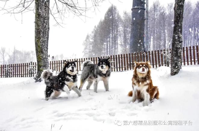 探寻冰雪里的长白山柏悦酒店12