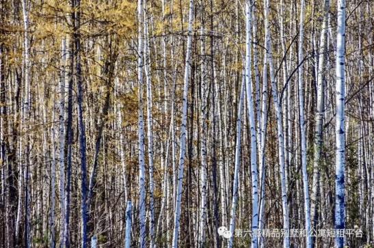 即将来临的雪季，准备好滑雪了吗？13