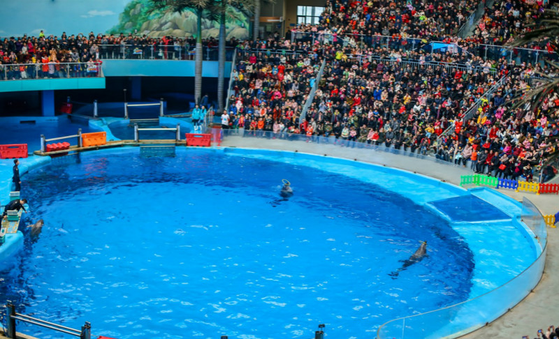 成都极地海洋公园游玩攻略,徜徉在海洋世界中1