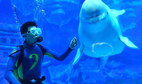 成都极地海洋公园游玩攻略,徜徉在海洋世界中3