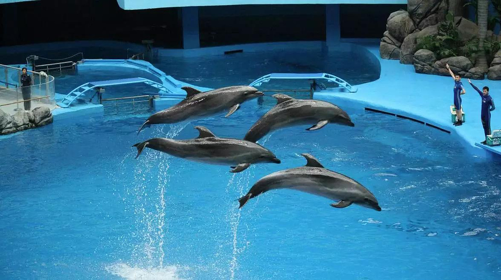 成都极地海洋公园游玩攻略,徜徉在海洋世界中5