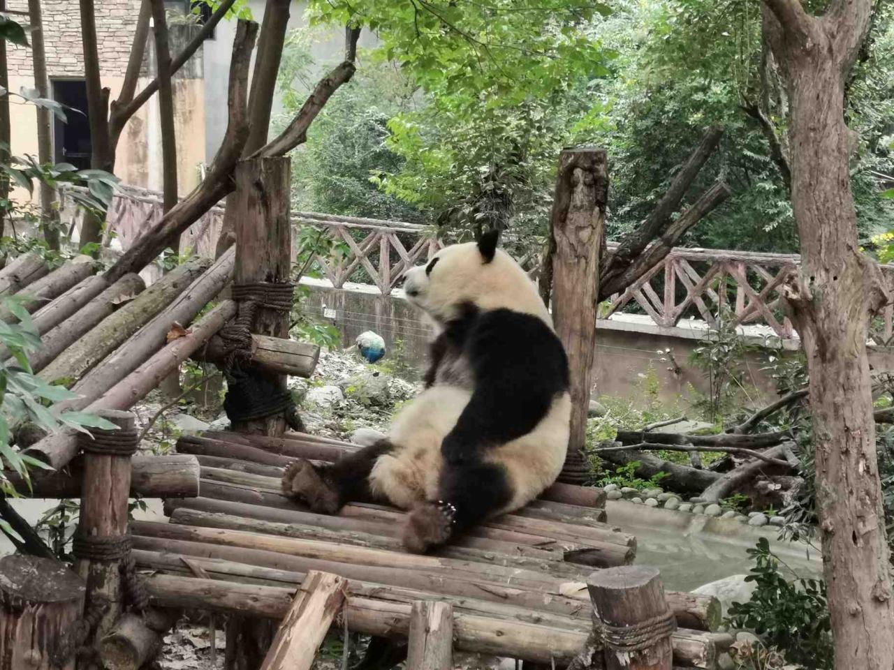 成都动物园在哪？门票多少？2