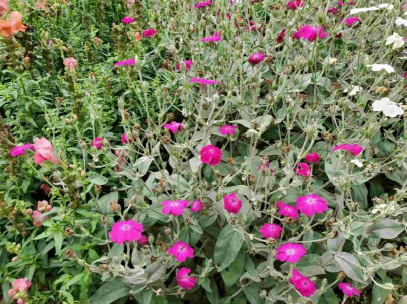 去成都植物园旅游，都有哪些特色景观呢？2