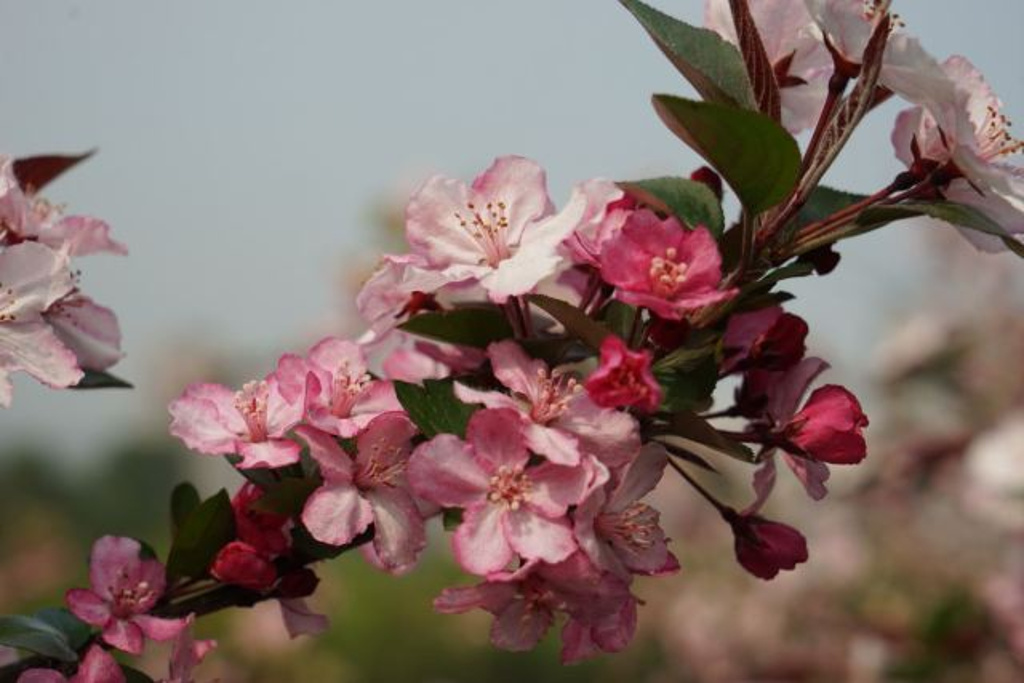 去成都植物园旅游，都有哪些特色景观呢？3