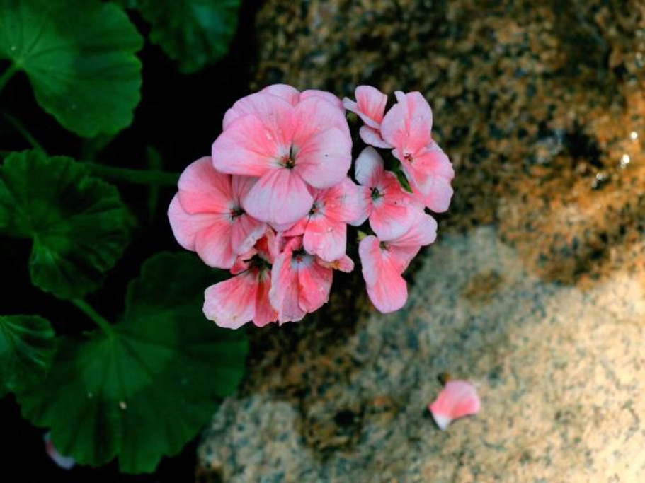 去成都植物园旅游，都有哪些特色景观呢？4