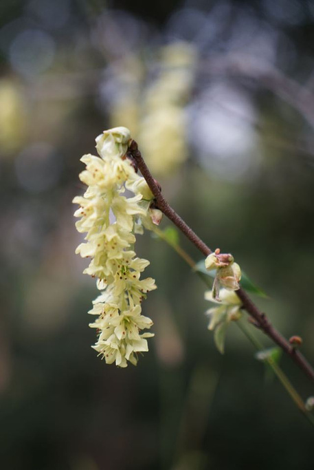 去成都植物园旅游，都有哪些特色景观呢？5